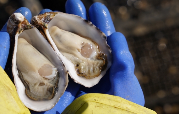 手のひらにのせた殻付きの生牡蠣